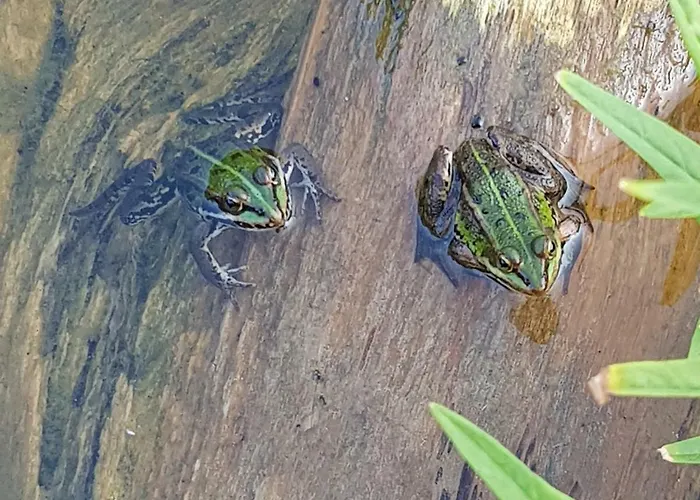 Pfitzmann 플렌스부르크